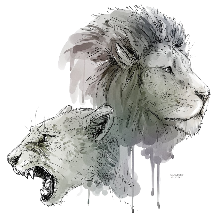 Lioness Roar Transparent Background PNG Image