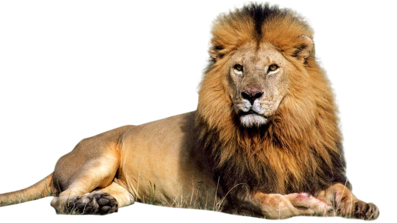 Lioness Roar Image PNG Image