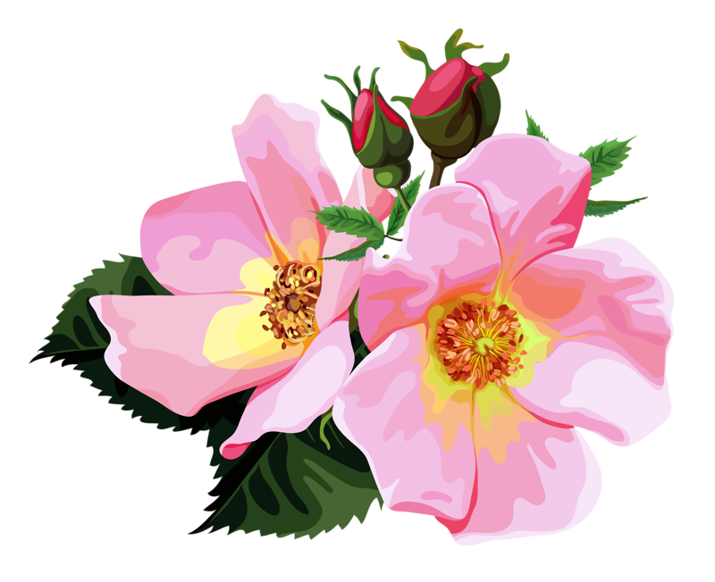 Pink Light Flower Bunch Rose PNG Image