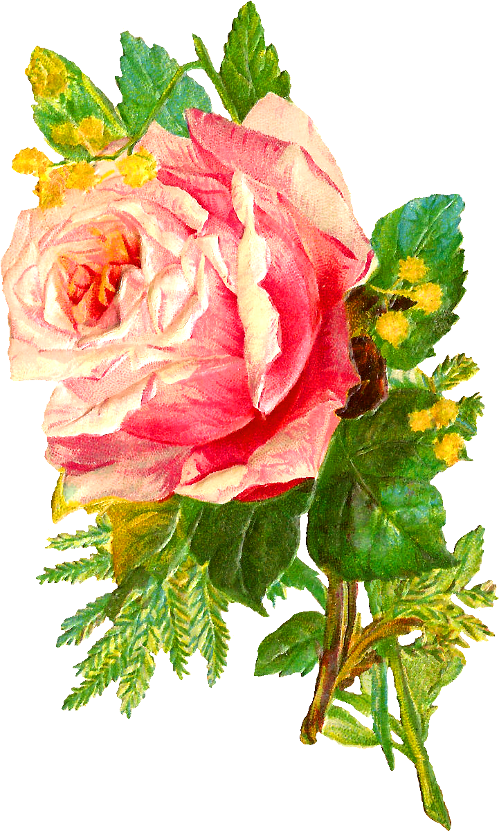 Pink Rose Flower Bunch Free Download PNG HD PNG Image