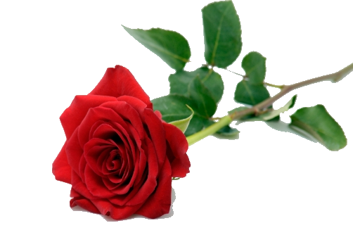 Single Red Rose PNG Image