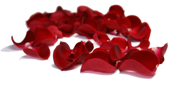Rose Petals Clipart PNG Image