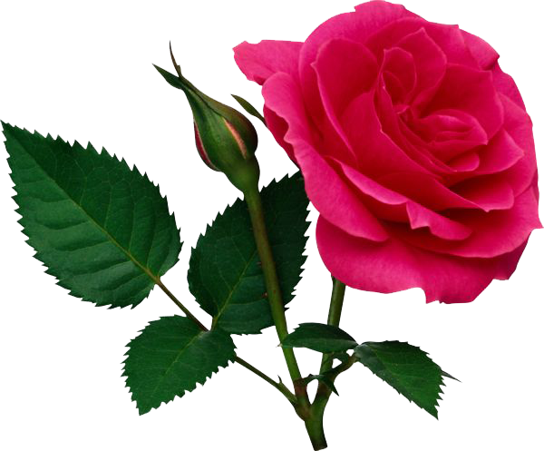 Pink Rose File PNG Image