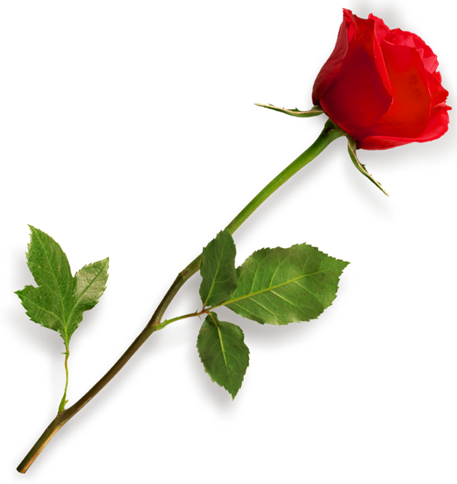 Single Red Rose Image PNG Image