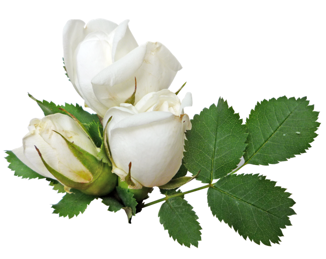 White Rose Transparent PNG Image