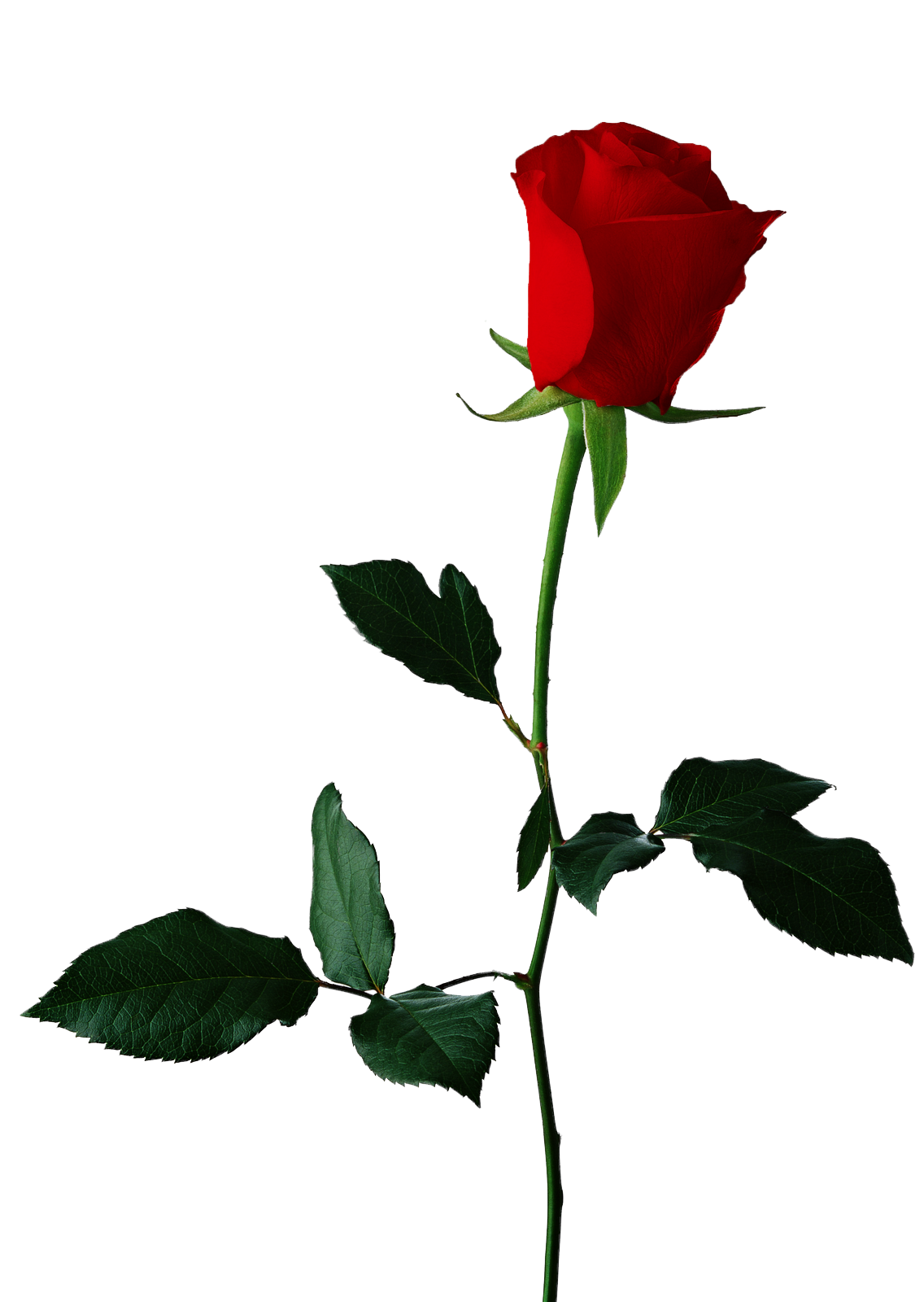 Download Single Red Rose Transparent Background Hq Png Image Freepngimg