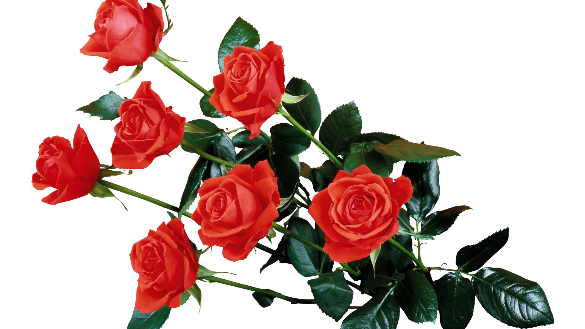 Red Rose Transparent PNG Image