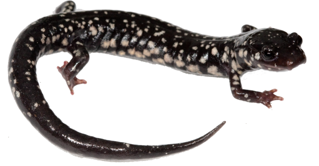 Salamander File PNG Image