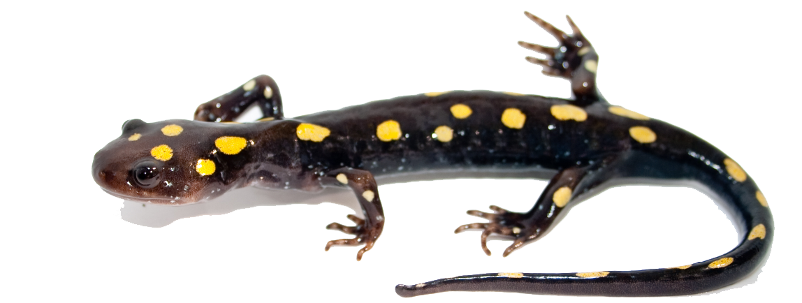 Salamander Image PNG Image
