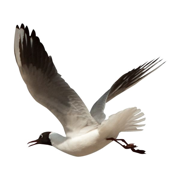 Ocean Birds PNG Image High Quality PNG Image