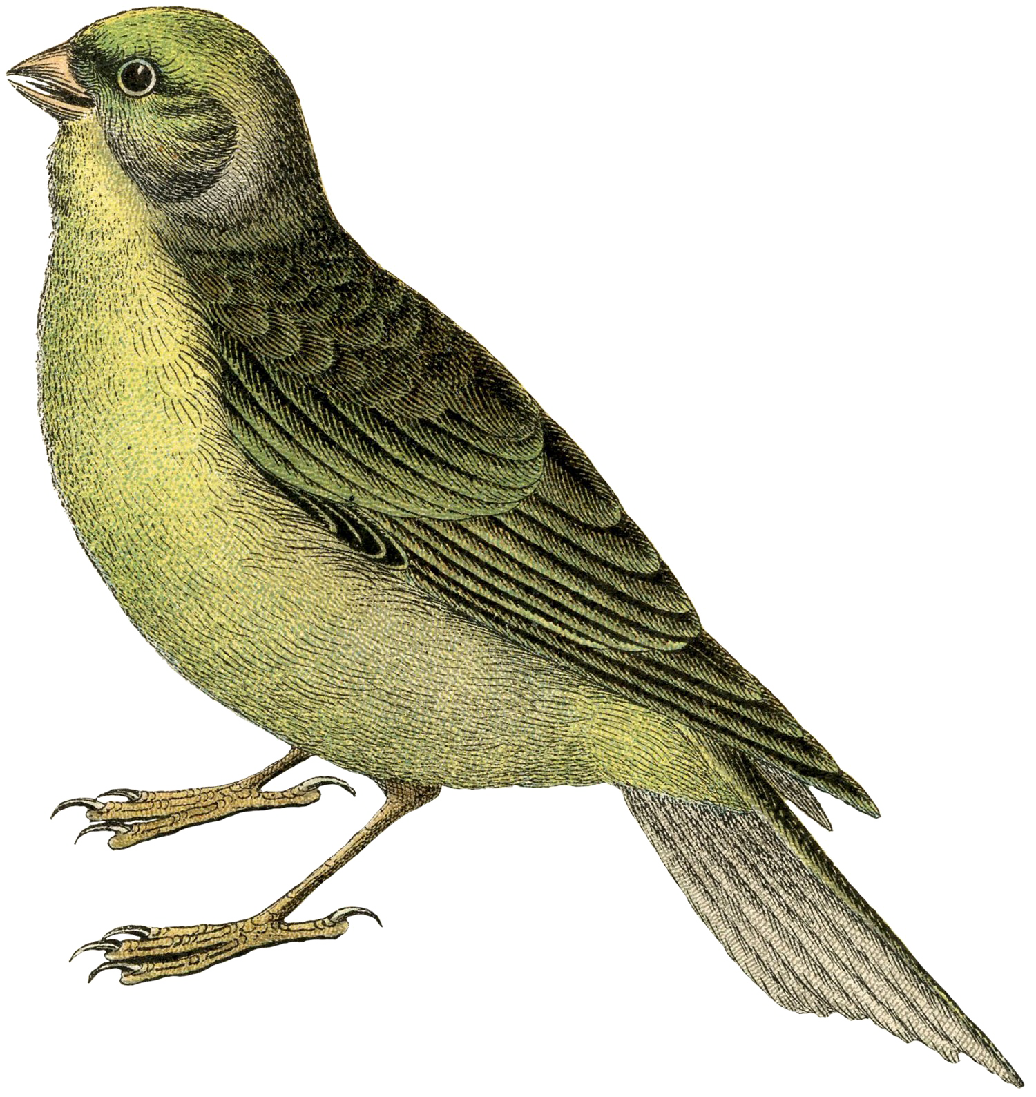 Fairy Bird Free PNG HQ PNG Image