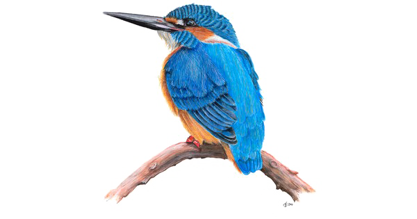 Kingfisher HD Free Download PNG HD PNG Image