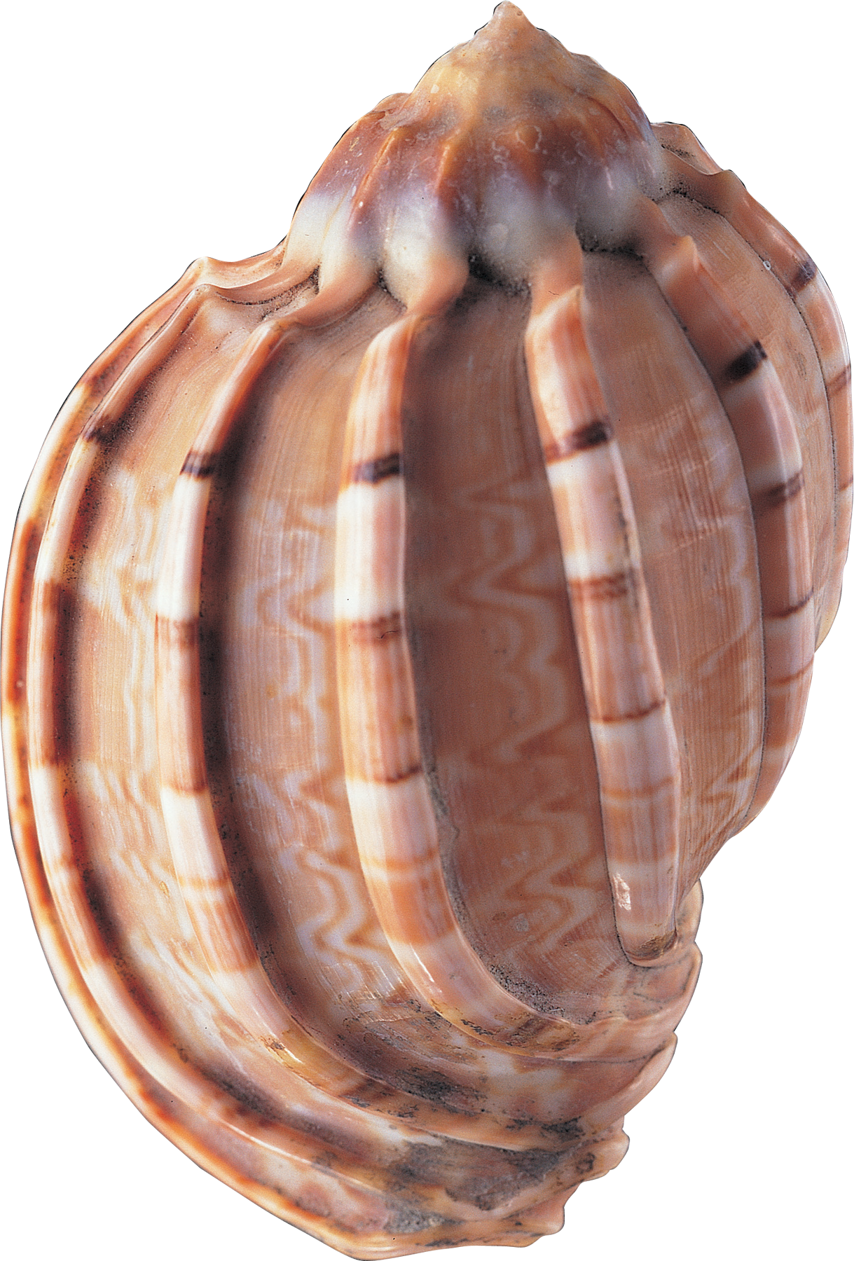 Seashell PNG Image