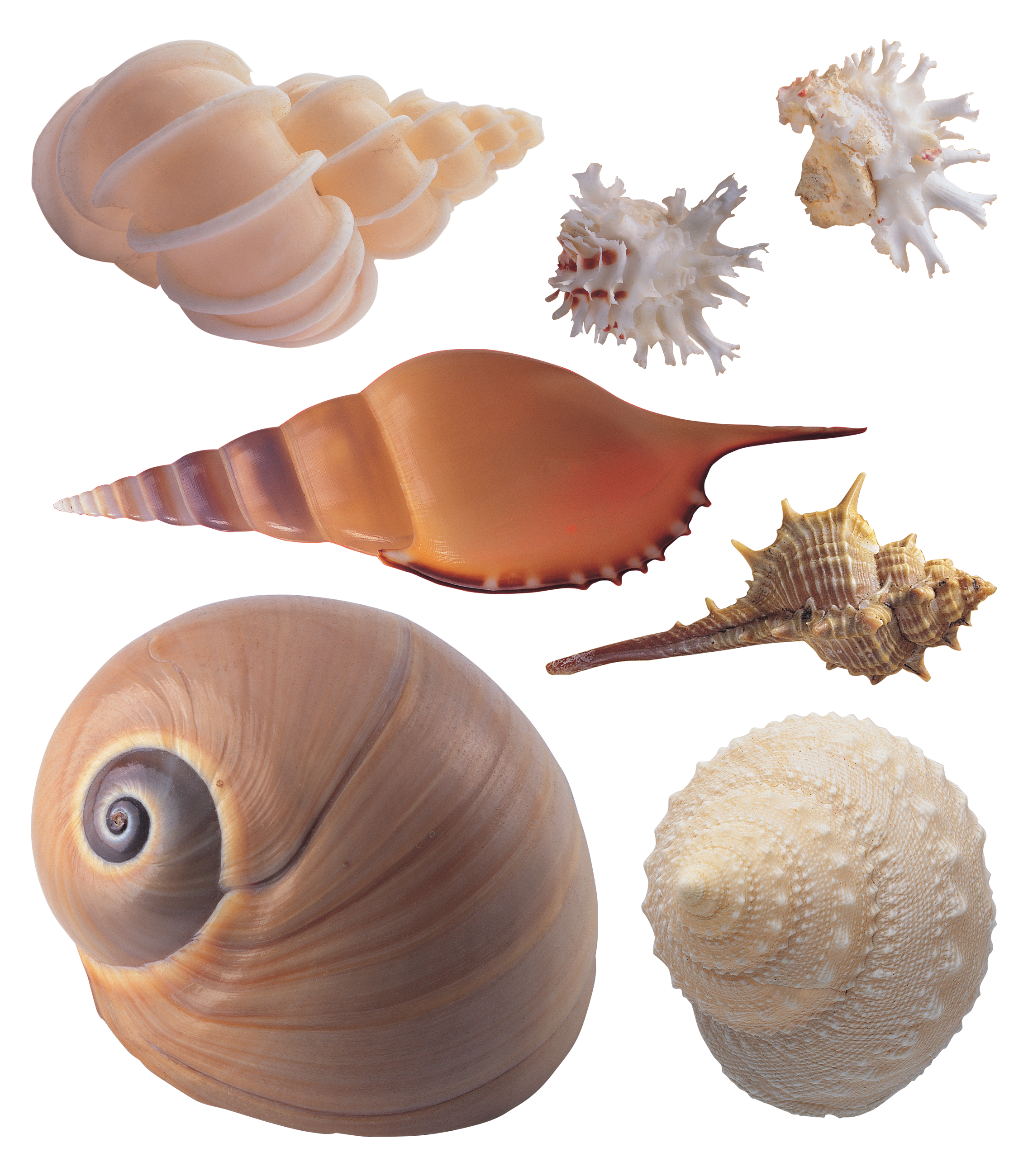 Seashell PNG Image