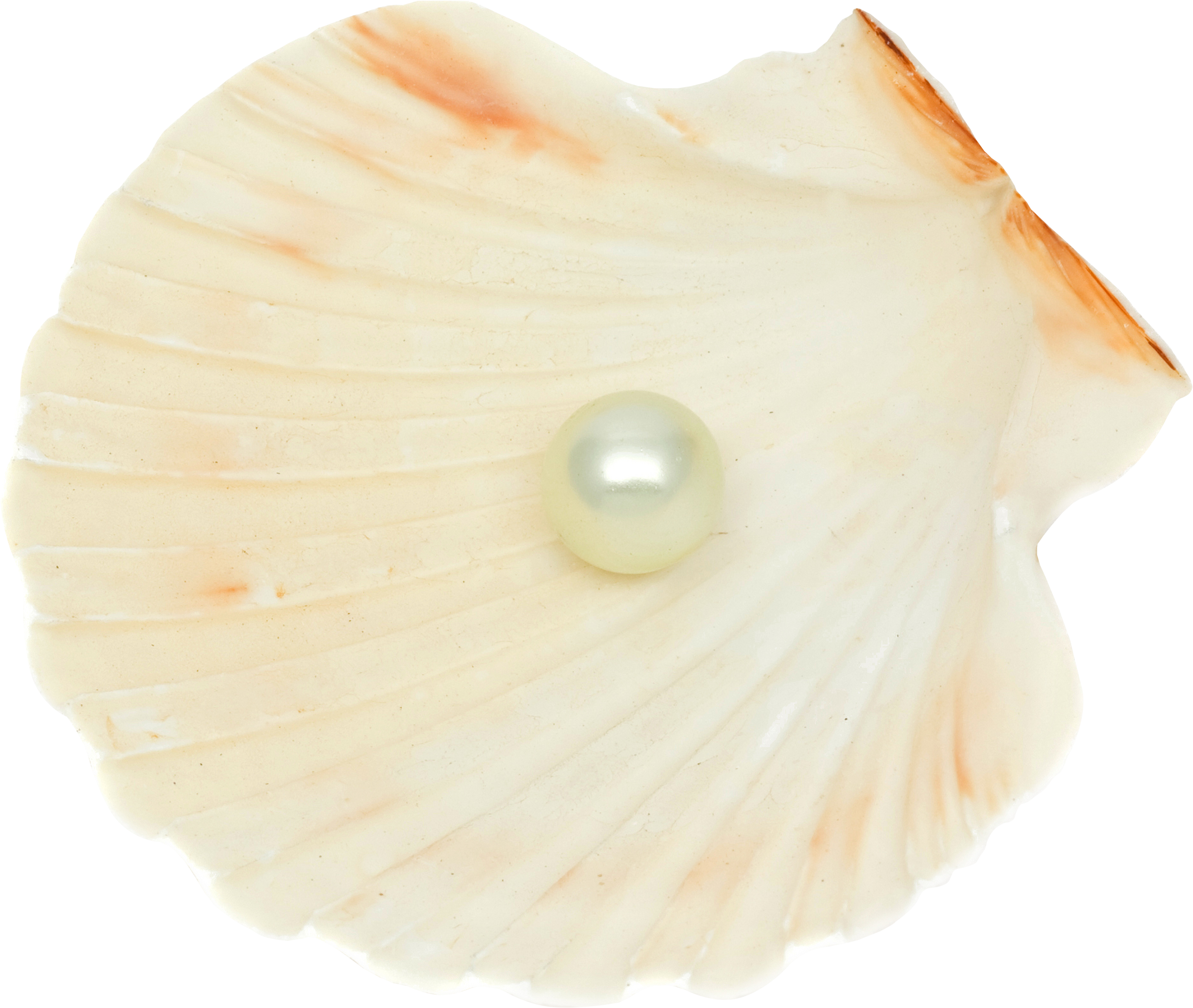 Seashell PNG Image