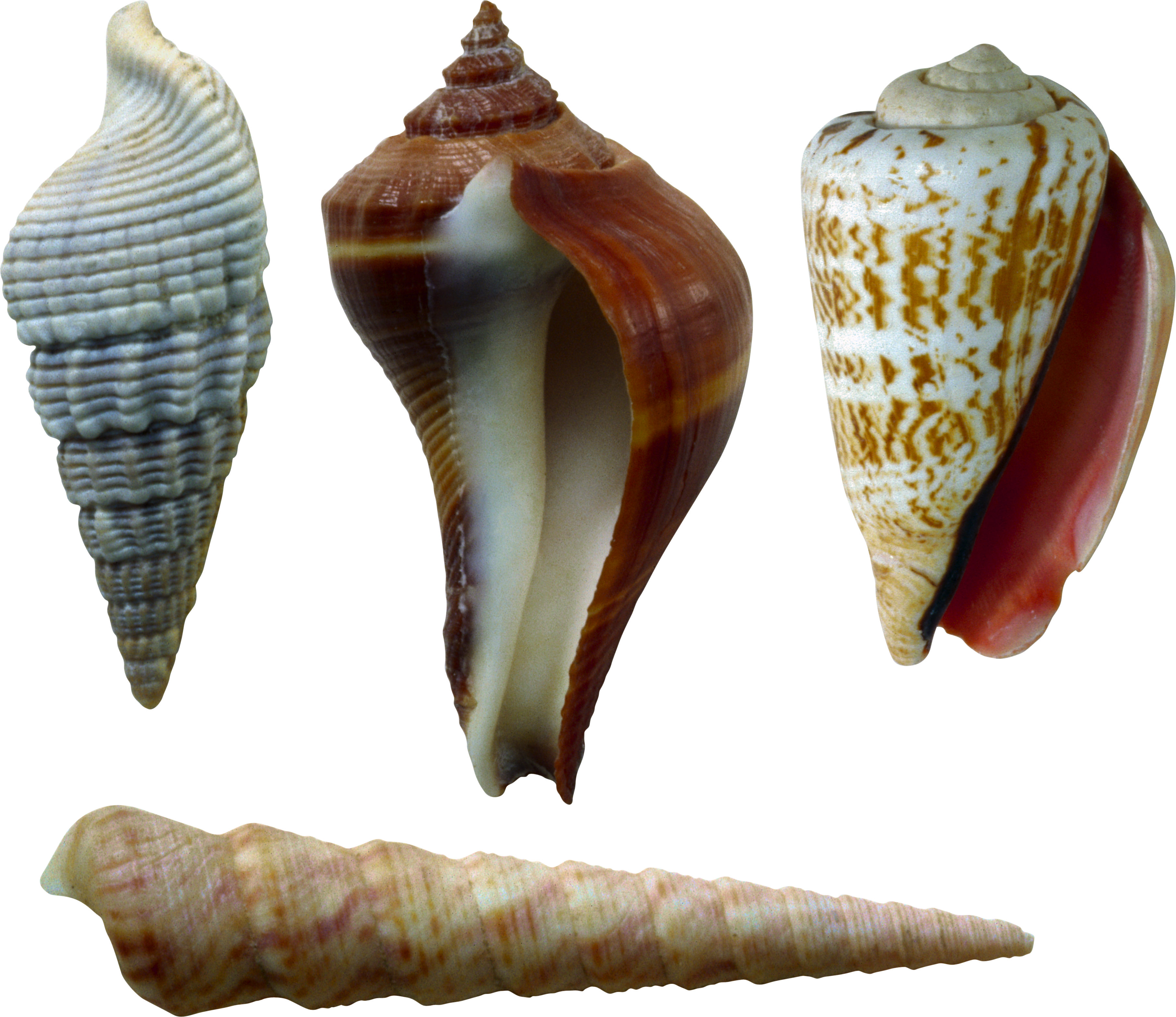 Seashell PNG Image