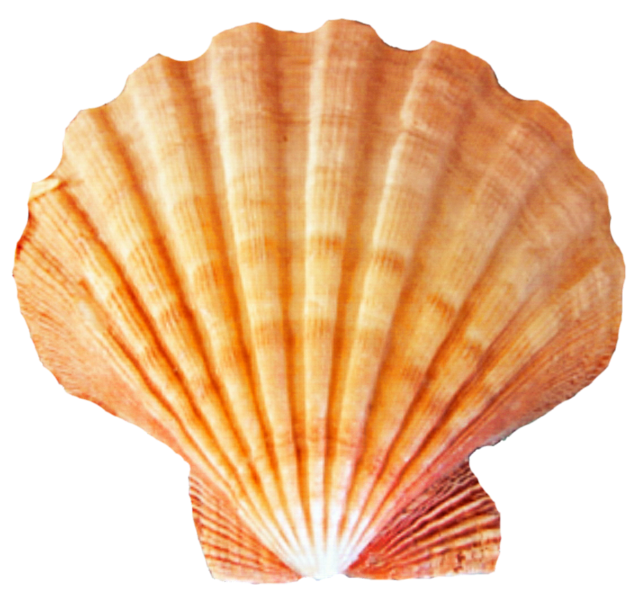 Seashell PNG Image