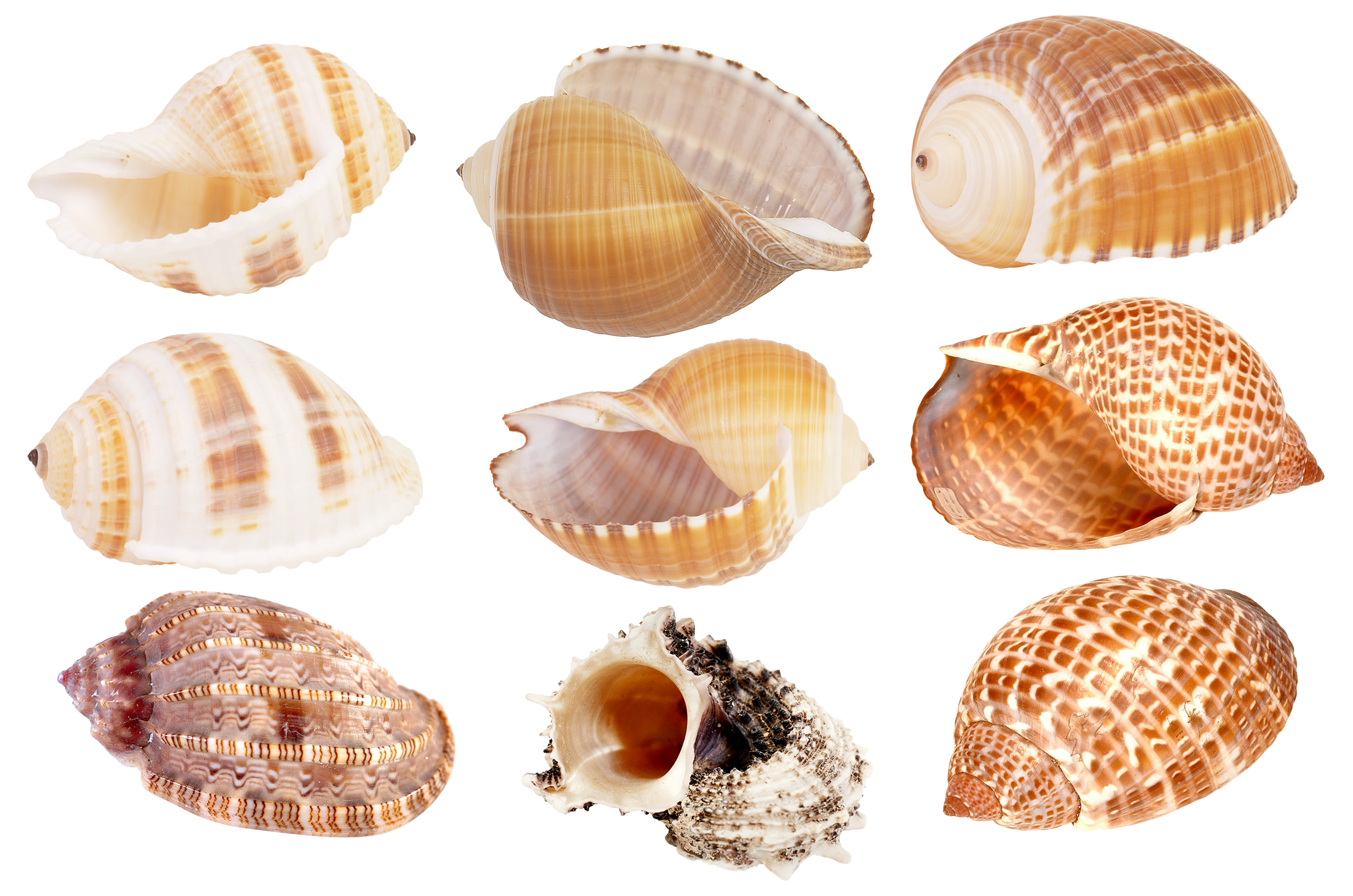 Seashell PNG Image