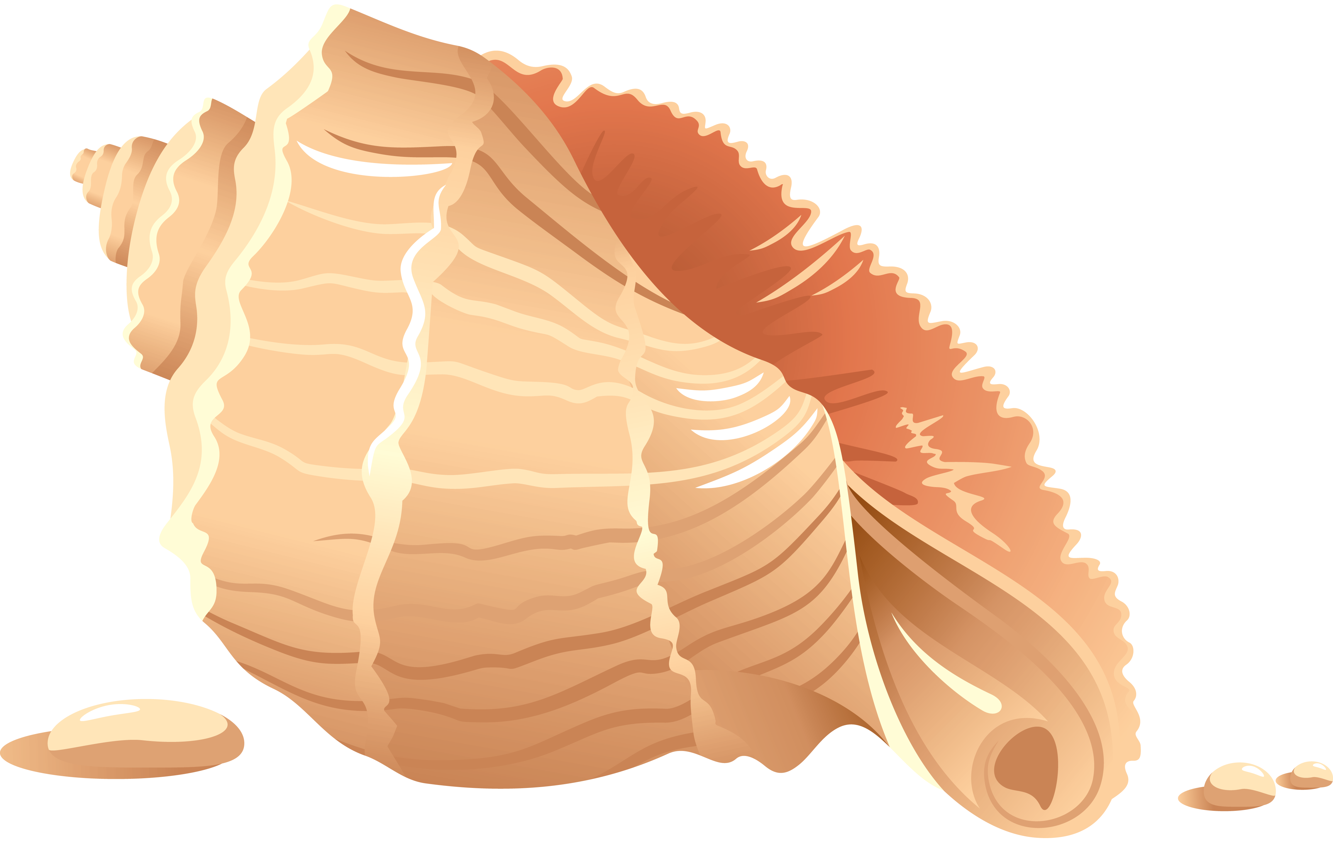 Seashell PNG Image
