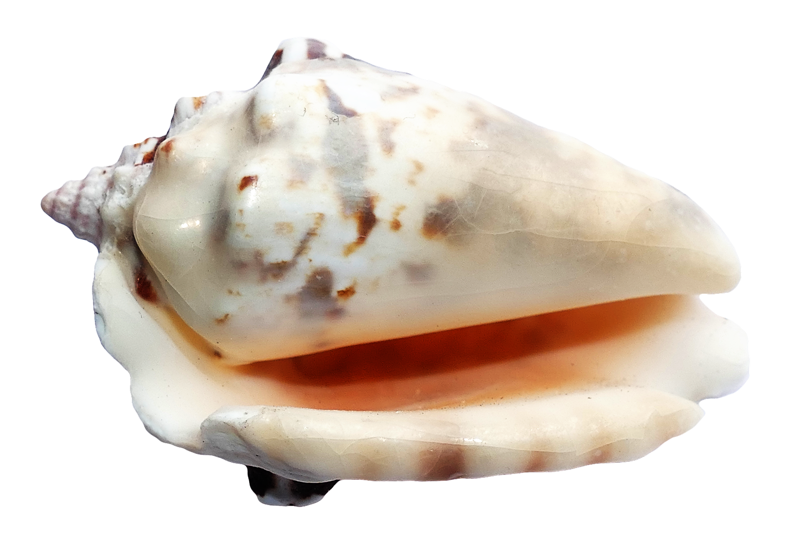 Seashell PNG Image