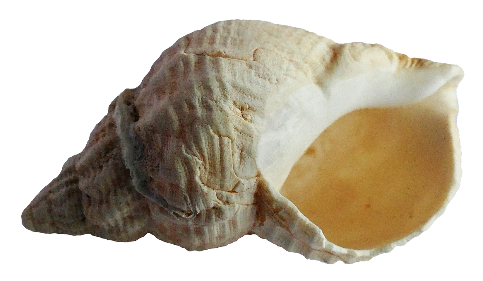 Seashell PNG Image