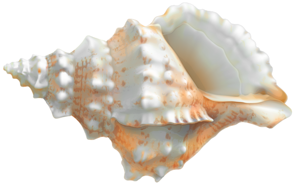 Seashell PNG Image