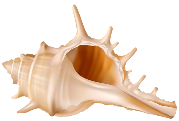 Seashell PNG Image