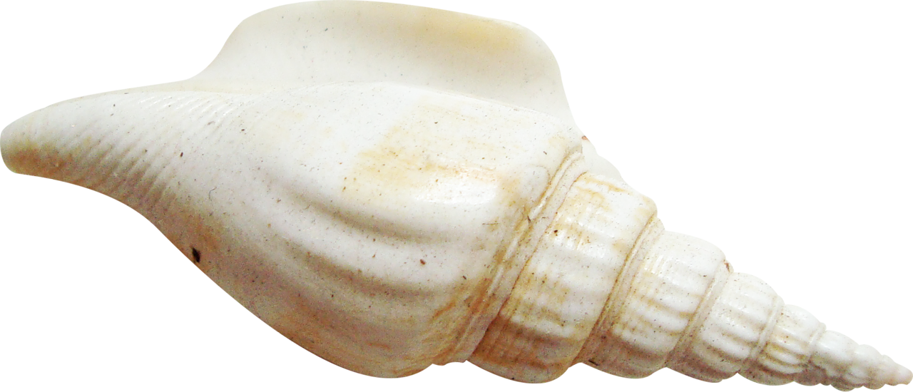 Seashell PNG Image