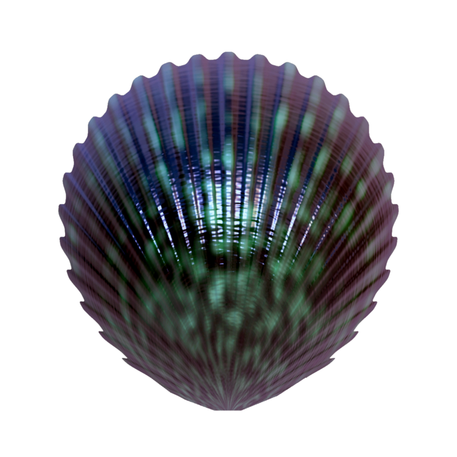 Seashell PNG Image