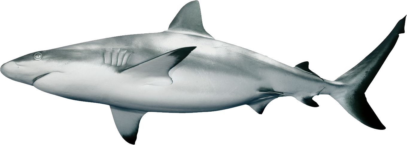 Megalodon Shark Aquatic Free Clipart HQ PNG Image