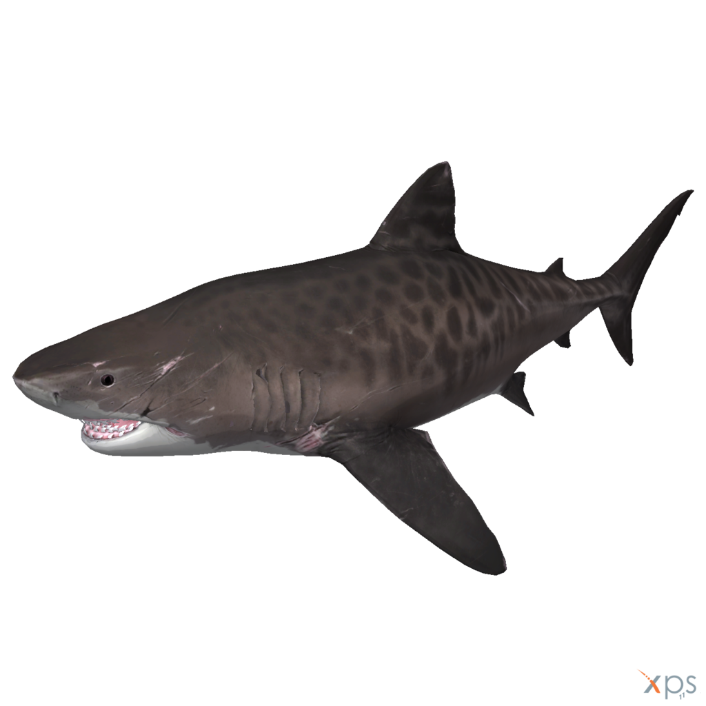 Megalodon Shark Aquatic PNG File HD PNG Image