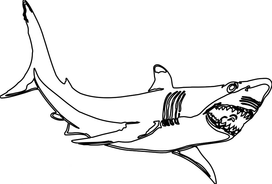 Big Shark Megalodon PNG Download Free PNG Image