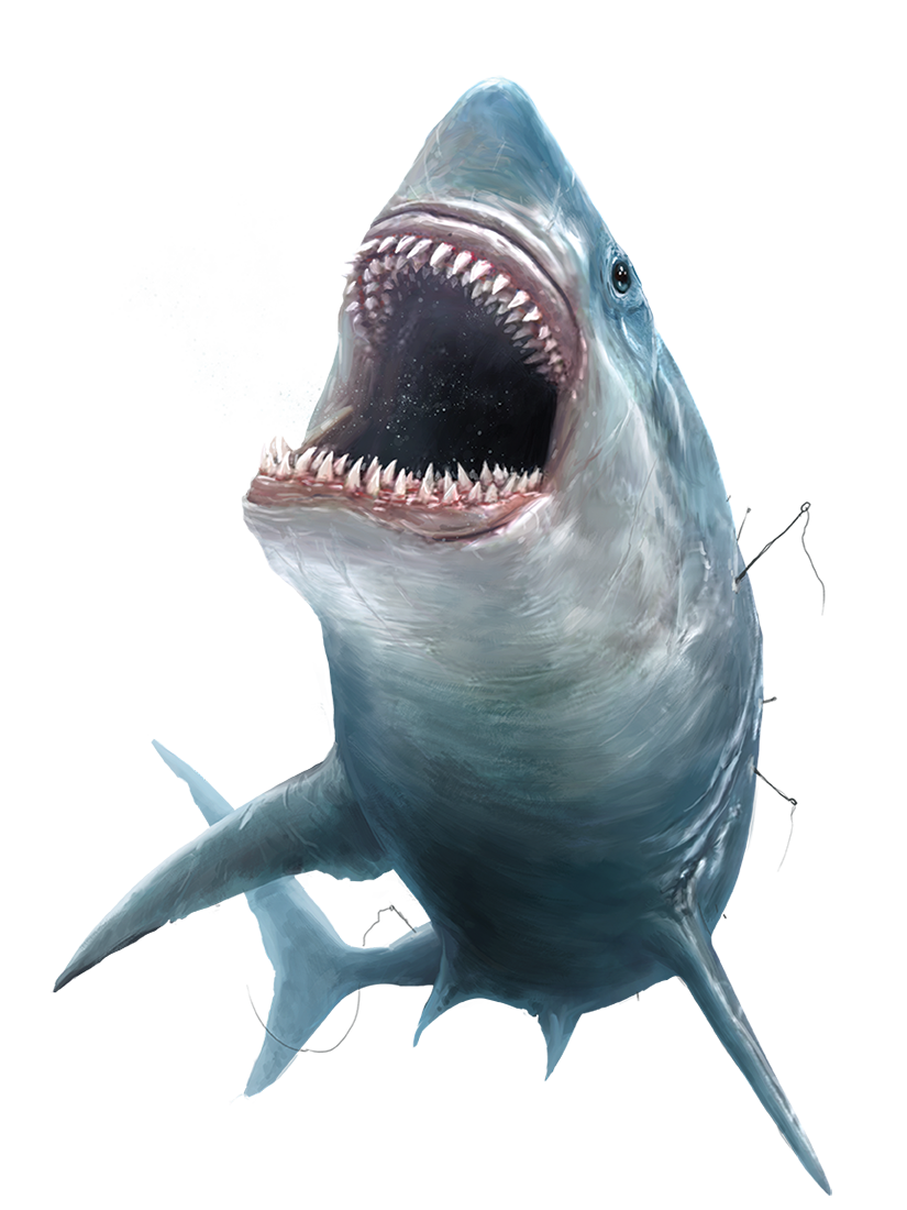 Megalodon Shark Face Free Download PNG HQ PNG Image