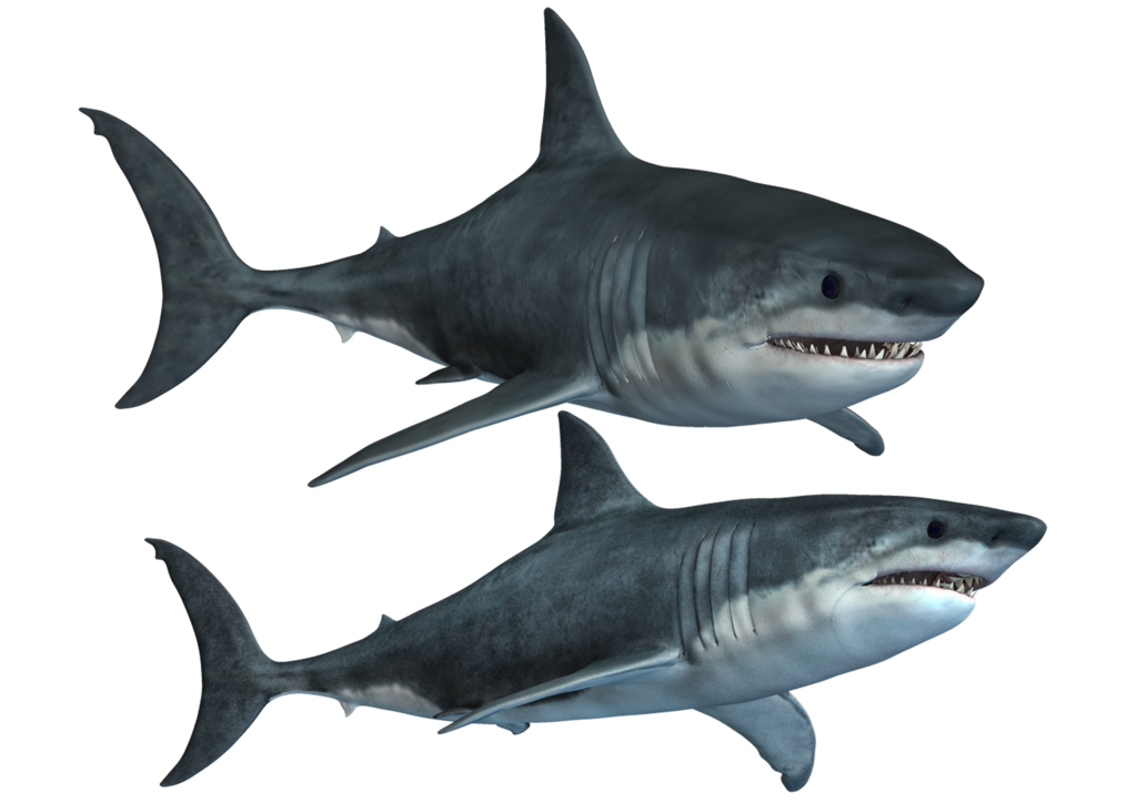 Real Photos Shark Aquatic Download Free Image PNG Image