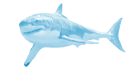 Real Shark PNG Free Photo PNG Image