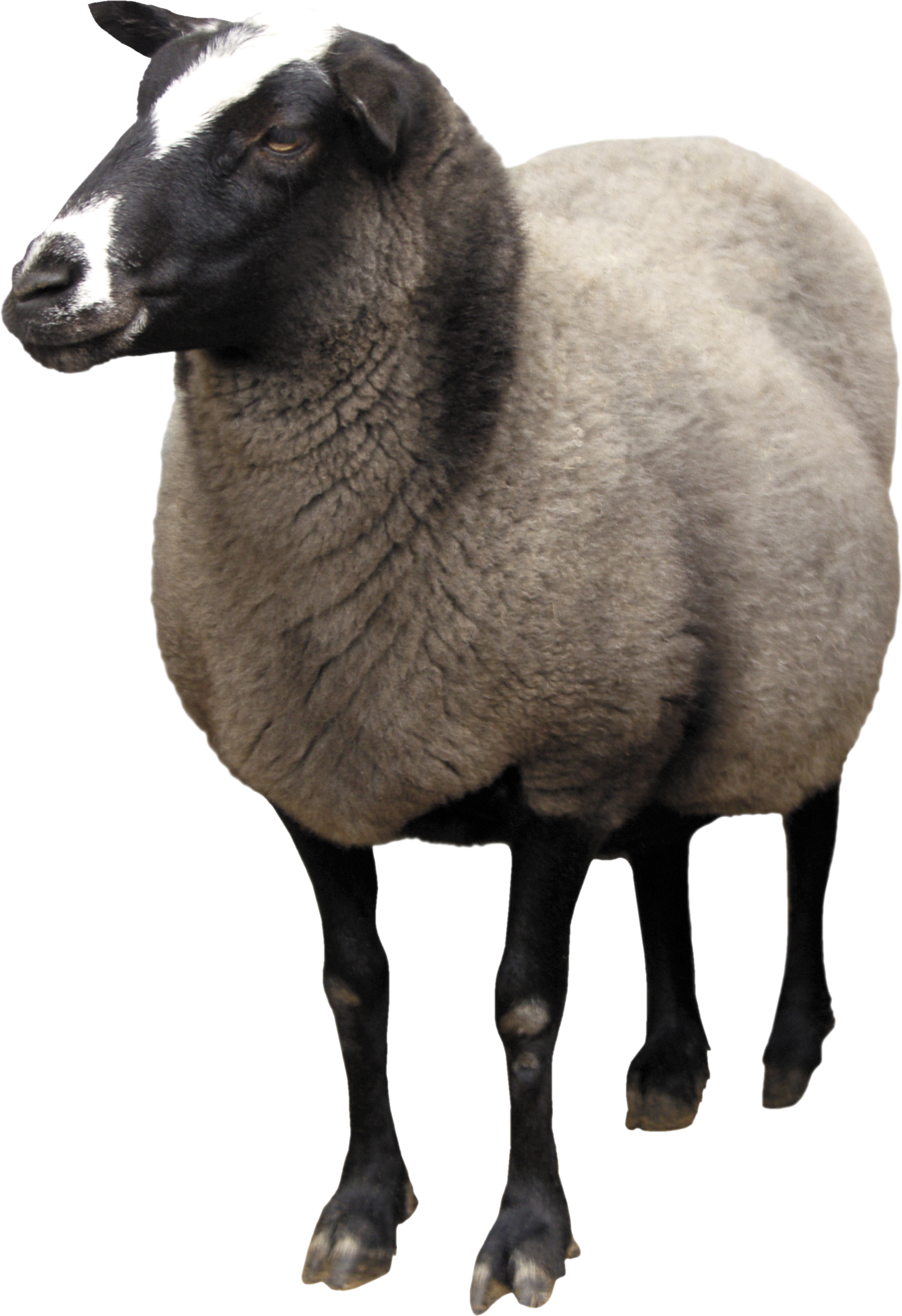 Sheep Png Picture PNG Image