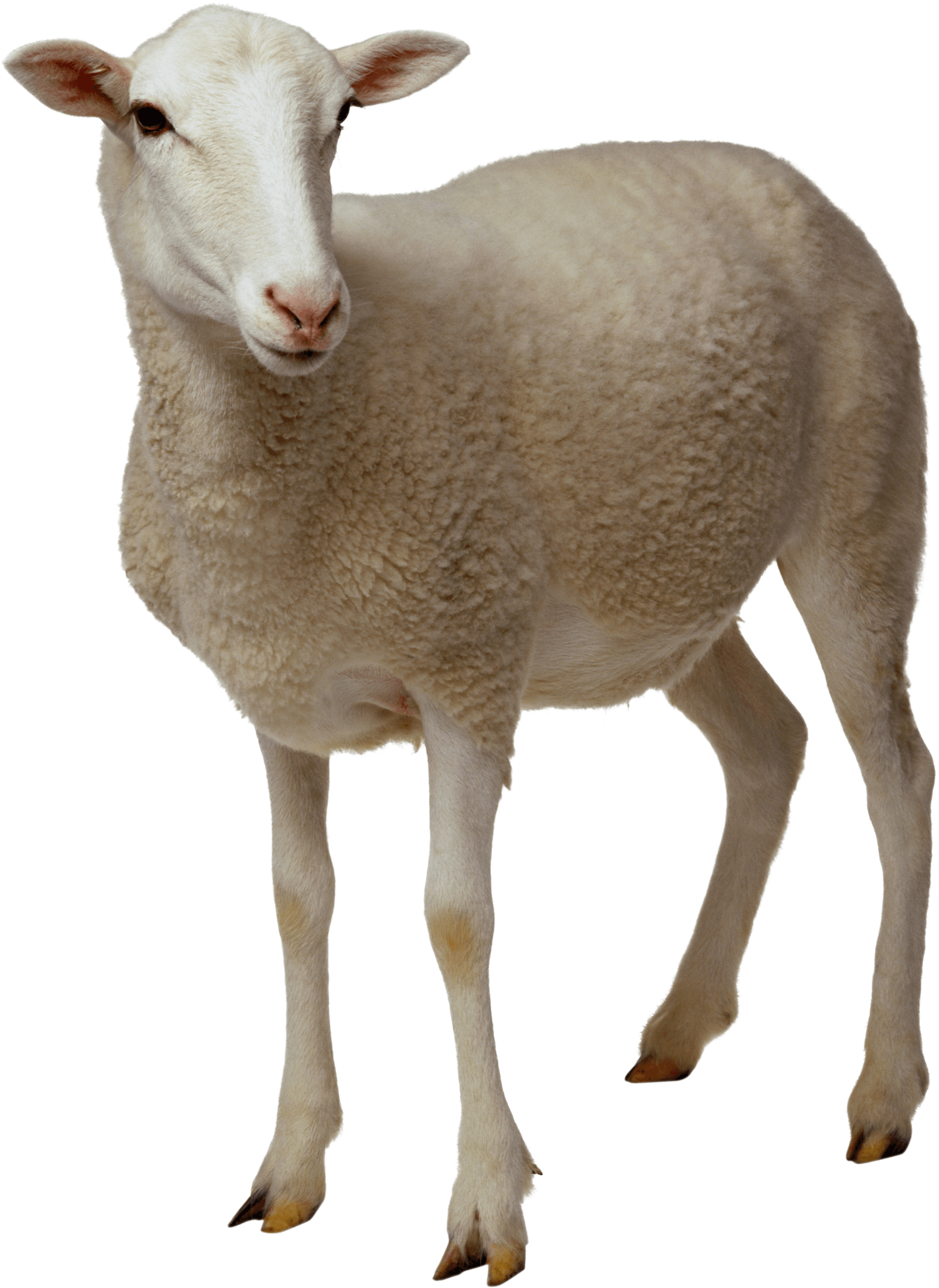 Download Sheep Png Image HQ PNG Image | FreePNGImg