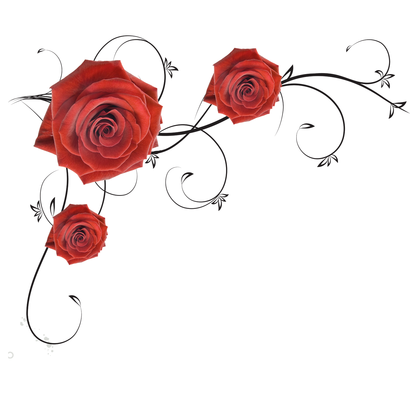Roses Beach Garden Rose PNG File HD PNG Image