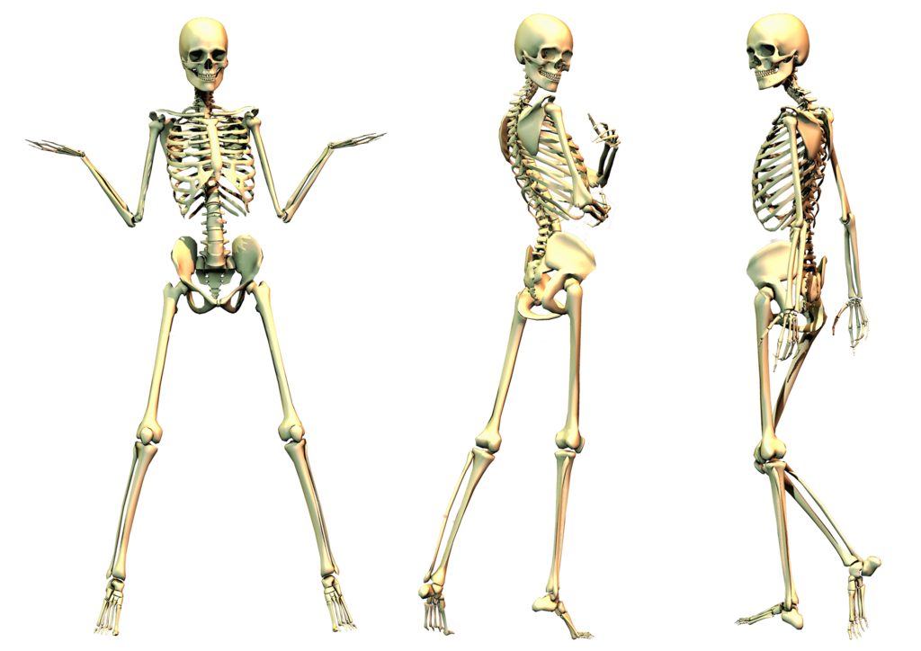 Skeleton Png File PNG Image