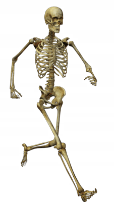 Skeleton Png Image PNG Image
