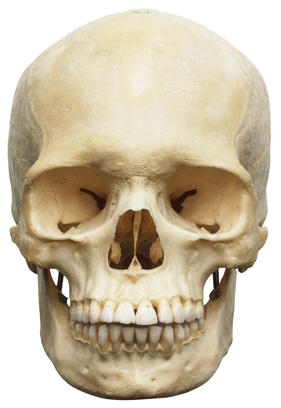 Download Skeleton Head Png Image HQ PNG Image | FreePNGImg
