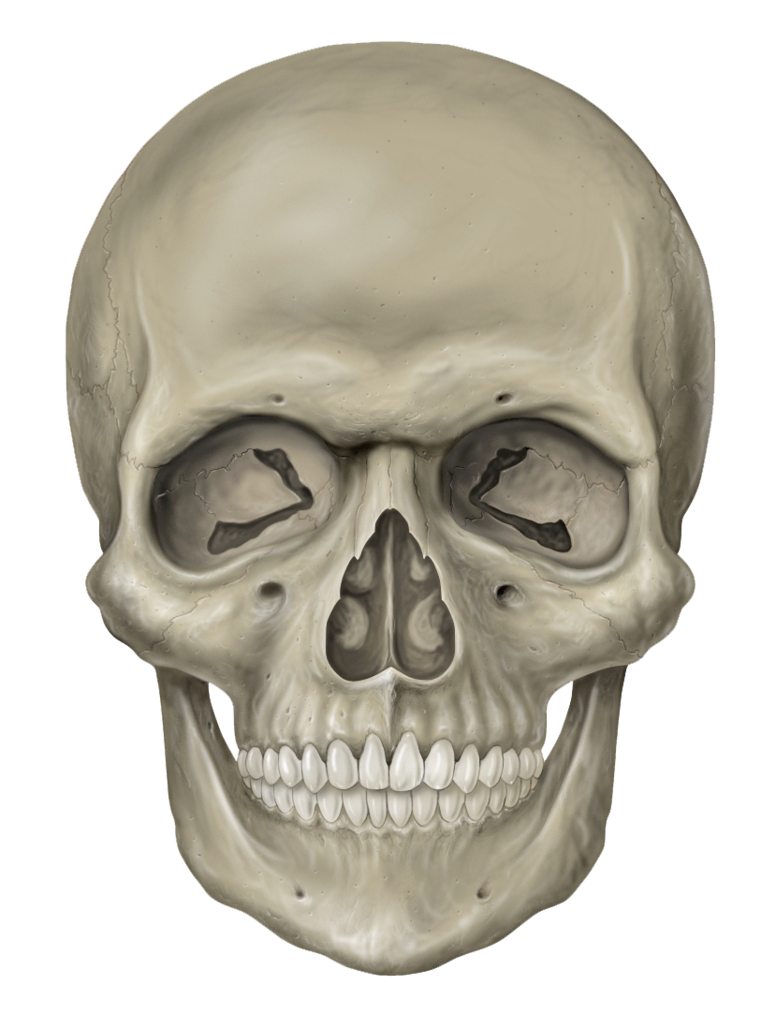 Skeleton Head Free Download Png PNG Image