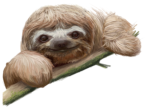 Sloth Picture PNG Image