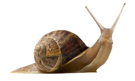 Snail Png Pic PNG Image