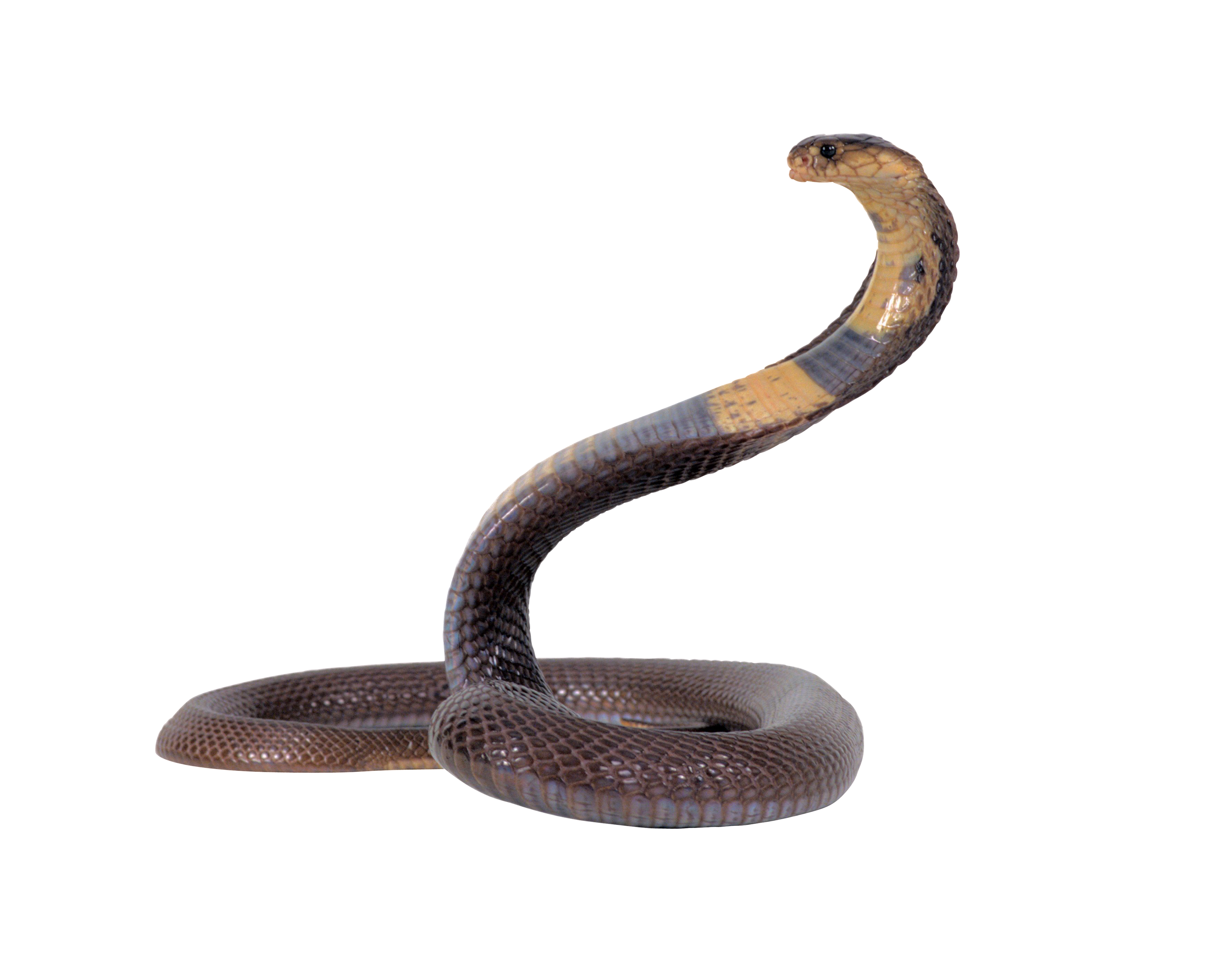 Snake Download Png PNG Image