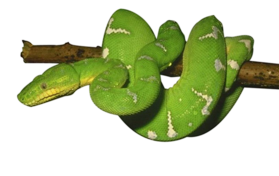Green Snake Photos PNG Image