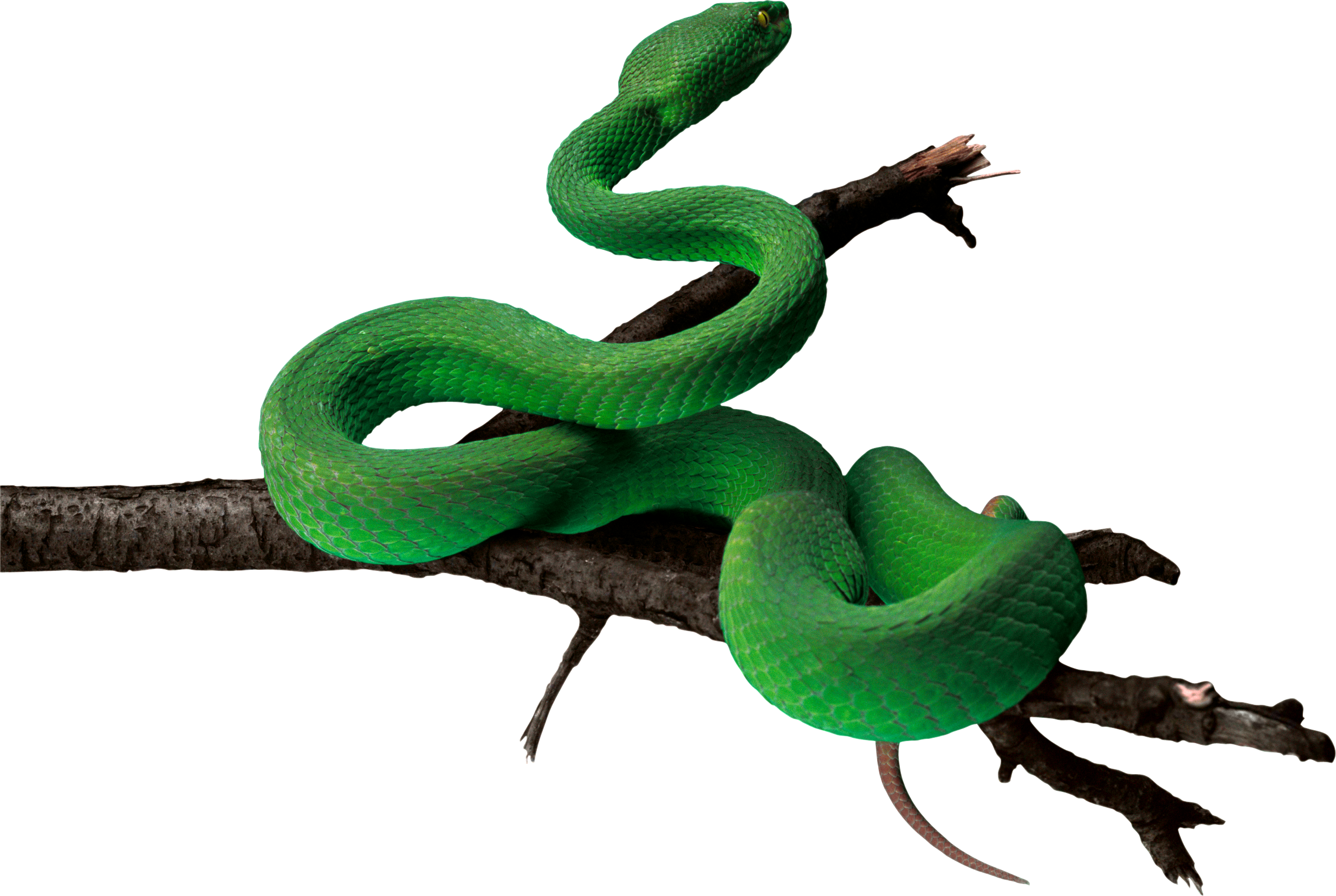 Anaconda PNG Image
