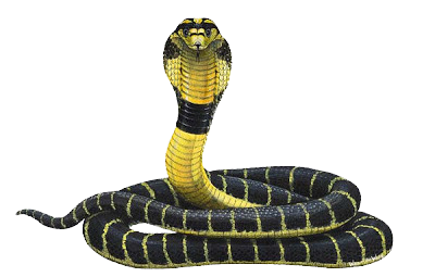 Cobra Snake Transparent PNG Image