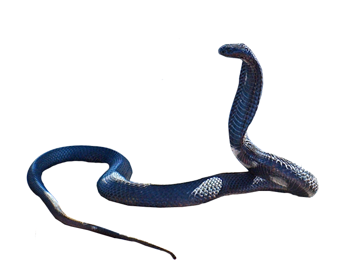 Cobra Snake Clipart PNG Image