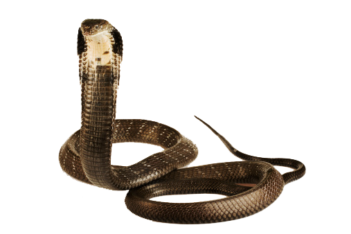 Download Cobra Snake Image Hq Png Image Freepngimg
